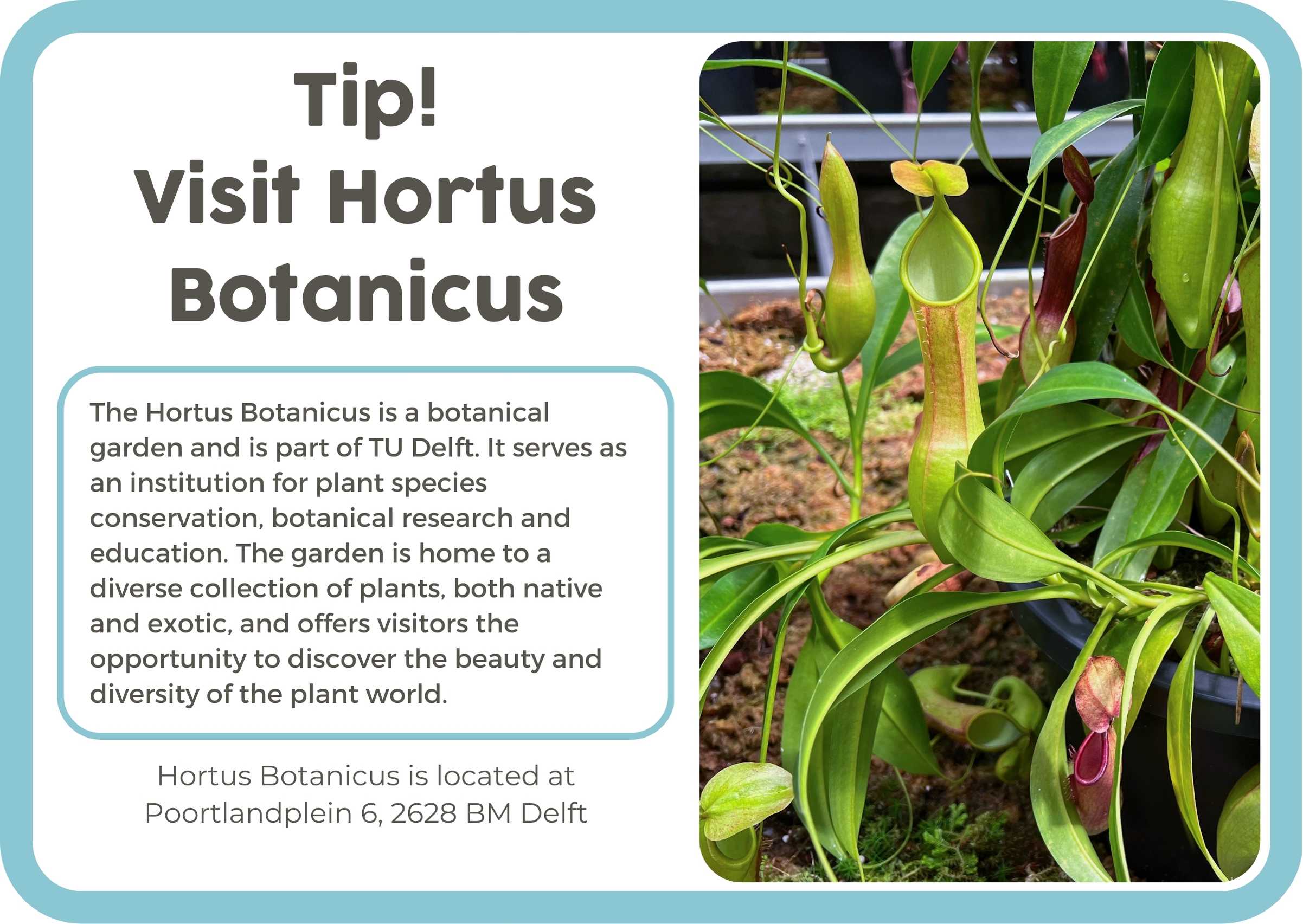 (Engels) 6. NL Hortus Botanicus