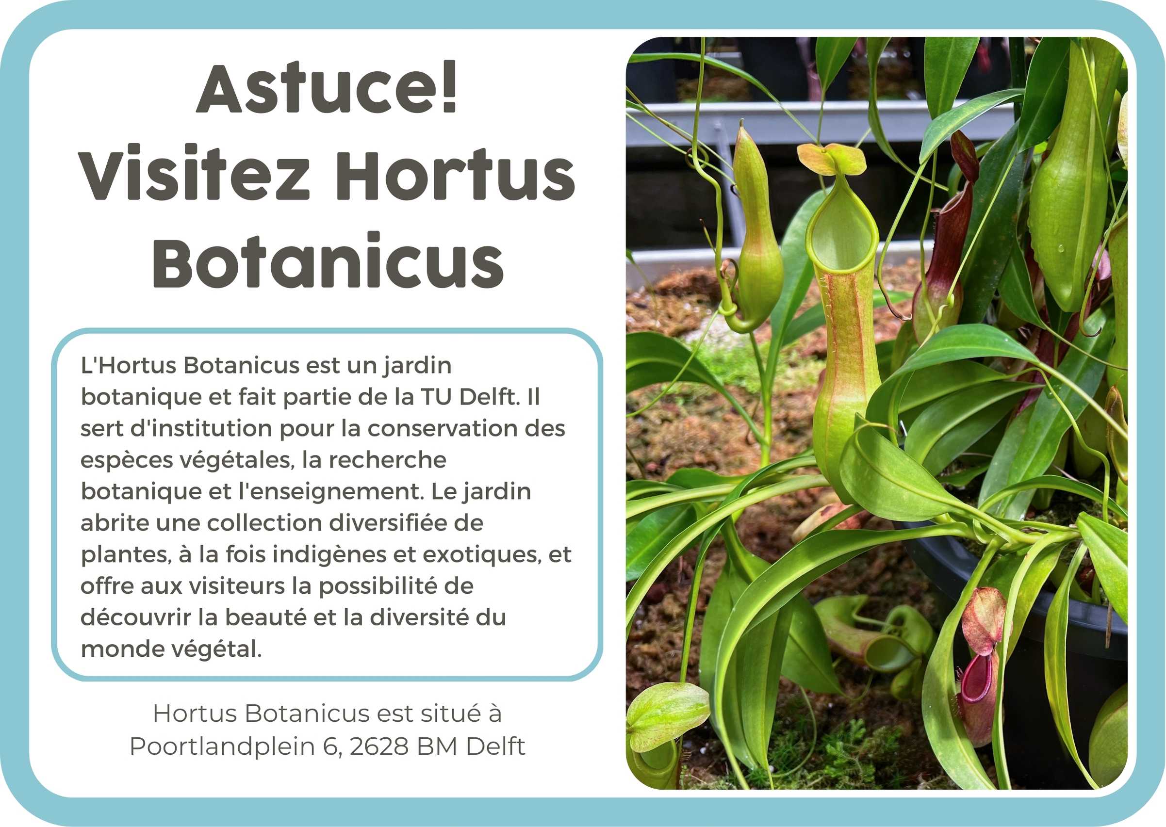 (Frans) 6. NL Hortus Botanicus
